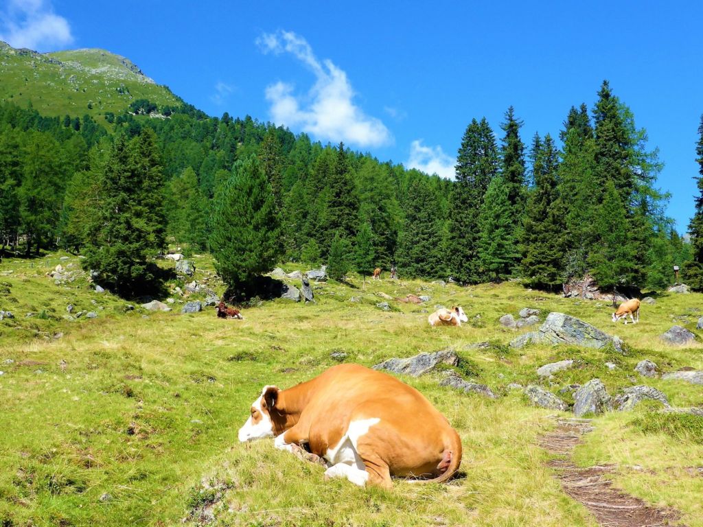 Die Alm ist kein Streichelzoo